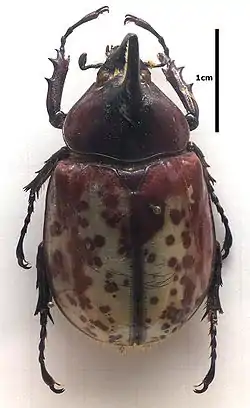 Dynastes hyllus