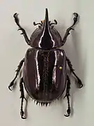 Dynastes neptunus