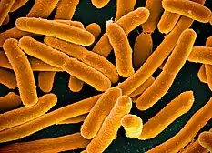 Escherichia coli (bacteria)