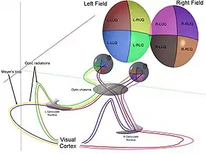 Esquema tridimensional representando los tractos ópticos