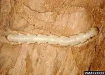 Larva.