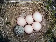 Nido con un huevo de tordo cabecicafé (Molothrus ater)