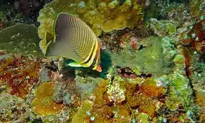 En isla Bunaken, Indonesia