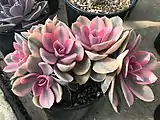 Echeveria 'Rainbow' (Echeveria 'Perle von Nürnberg' f. variegata)