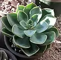 Echeveria 'Green Pearl'