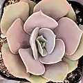 Echeveria 'Lolita' (híbrido)