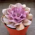 Echeveria 'Serena'