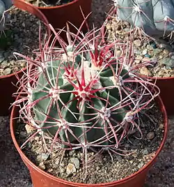 Echinocactus parryi