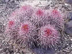 Echinocactus polycephalus