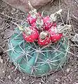 Echinocactus texensis