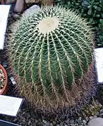 Echinocactus visnaga.