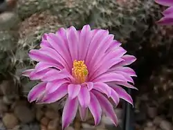 Echinocereus amoenus