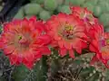 Echinocereus fendleri robustus