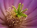 Echinocereus viereckii