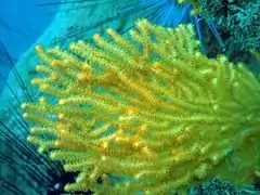 Colonia de Echinogorgia sp, Koh Phangan, Tailandia