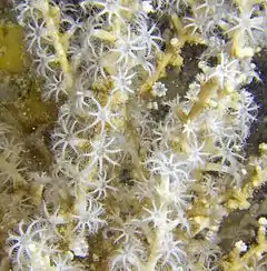 Echinogorgia sp en Koh Phangan