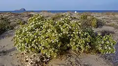 zanahoria marítima (Echinophora spinosa) en un solar de La Manga.