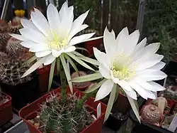 Echinopsis boyuibensisCactus de boyuibe