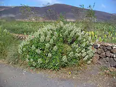 Echium decaisnei ssp. purpuriense