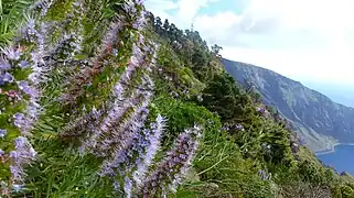 Echium hierrense