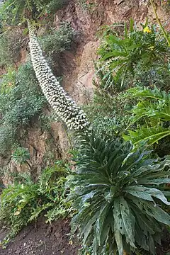 Echium simplex