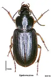 Stenolophus piceus