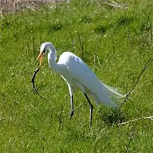 Una garza blanca con patas grises y un pico amarillo/naranja parado en pastos verdes lanzando un lagarto con su pico.