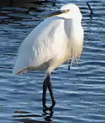 Egretta garzetta