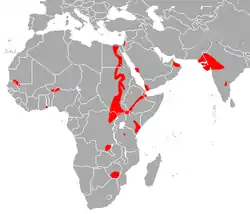 Área de distribución de T. perforatus.