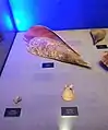 Ejemplar de molusco perteneciente a la clase Bivalvo y a la familia Pinnidae