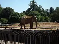 Elefantes del parque de la Tête d'Or