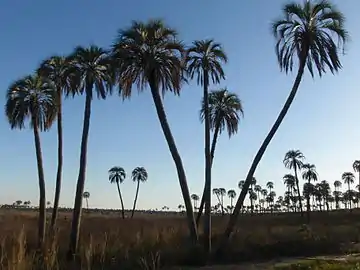 Butia yatay en el parque nacional El Palmar, Entre Ríos.