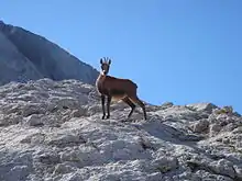 Un rebeco (Rupicapra rupicapra), animal emblemático de los Picos de Europa