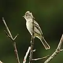 Fiofío copetón en Bragança Paulista - SP - Brasil