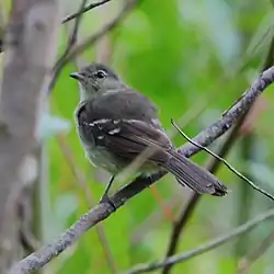 Elaenia obscura Highland Elaenia