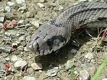 Culebra de escalera