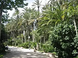 El Palmeral de Elche