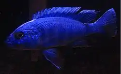 Hap azul eléctrico (Sciaenochromis ahli)