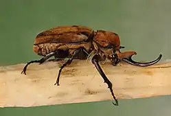 Megasoma elephas, macho, (Centroamérica)