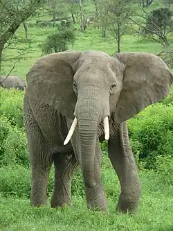 Elefante africano de sabanaLoxodonta africana