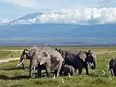 Vista hacia el sur, con elefantes y el Kilimanjaro al fondo.