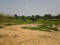 Elefantes en el parque.