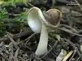 Helvella elastica