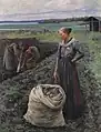 Potato harvester