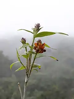 Elleanthus hymenophorus, un tipo de orquídea.