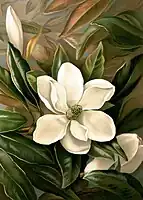 Magnolia grandiflora