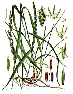 Elymus repens (L.) Desv. ex Nevski