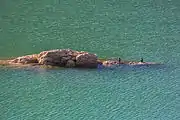 Garzas reales en el embalse.