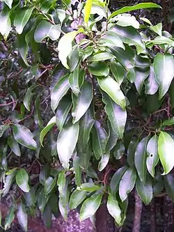 Hojas de Emmenosperma alphitonioides en Nueva Gales del Sur