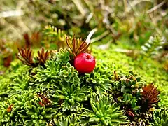 Empetrum rubrum